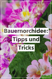Bauernorchidee Die Richtige Pflege Bewasserung Dungen Und Umtopfen In 2020 Pflanzen Orchideen Balkon Blumen