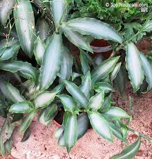 Image result for Murdannia stricta