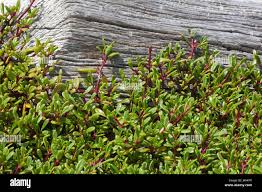 Image result for Sesuvium portulacastrum