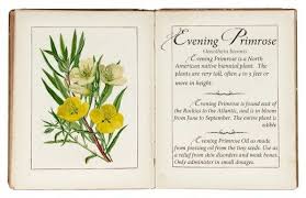Evening Primrose Source Evrrlark On Tumblr Hunger Games Trilogy Hunger Games Catching Fire Hunger Games Series