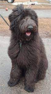 Maybe you would like to learn more about one of these? Shepadoodle German Shepherd Poodle Hybrid Shepadoodles German Shepherd Poodle Mix Dog Breeds Poodle Mix