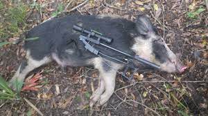 The.22 would drop them every time, with a shot right behind their ear. Apex Predator Micro 22 Mag Handles Hogs Louisiana Sportsman
