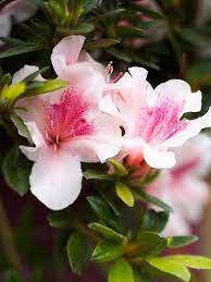 The Most Beautiful Spring Flowering Shrubs Flowering Shrubs Shrubs Flowers