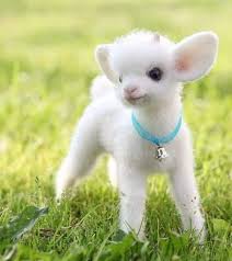 Precious Baby Lamb Baby Animals Funny Cute Baby Animals Baby Animals Pictures