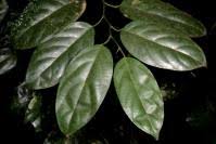 Image result for Strombosia scheffleri