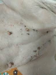My Dog Has Developed These Dark Black Spots Suddenly Its On Her Whole Body But More On This Area Is This Serious Petcoach
