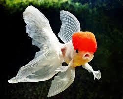 Hasil gambar untuk gambar ikan mas koi