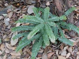 Image result for Anisophylleaceae