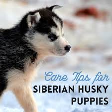 Huskies' almond shaped eyes dazzle in brown, blue or heterochromia. How To Train And Take Care Of A New Siberian Husky Puppy Pethelpful