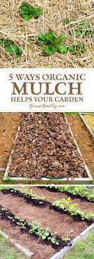 5 Ways Organic Mulch Helps Your Vegetable Garden Organic Mulch Organic Gardening Tips Organic Gardening