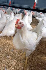 Plymouth rock chicken price in pakistan. Solid White Chicken Plumage Wikipedia
