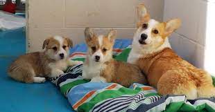 I highly recommend adopting from monmouth spca if you're looking to adopt a cat or dog. 300 Animals Find Homes During Spca Adoption Promotion Bc Spca