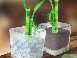 How to propagate bamboo at home? How To Take Care Of Lucky Bamboo 12 Steps With Pictures