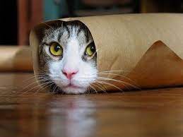 How To Stop A Nightmare Mp4 Youtube Funny Cat Wallpaper Funny Cat Compilation Funny Cat Videos