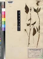 Image result for Pouzolzia guineensis