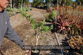 Image result for Crassula sarcocaulis