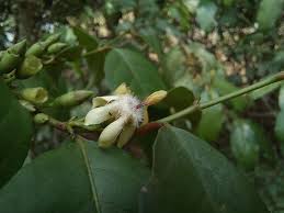 Image result for Aidia micrantha