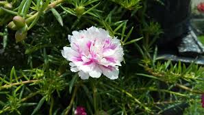 Reseller welcome dan untuk yang mau dropship juga. Jual Bibit Bunga Krokot Import Termurah Di Kota Jogjakarta Sb Flash Farms