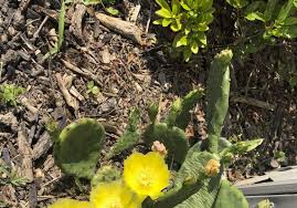 Now conservationists are finding creative ways to rescue them. Outdoors Native Ohio Plant A Prickly Subject The Blade
