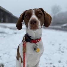 In 1982, the spaniel was officially dropped from the name and the breed became simply known as brittany. food / diet. 6 Best Brittany Spaniel Mixes Cutie Frenchies Bubbly Pet