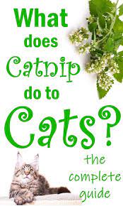 What Is Catnip And Why Do Cats Love It Catnip Plant Catnip Cat Love