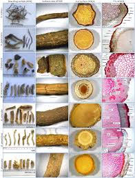 Image result for Apocynaceae subfamilies Apocynoideae and Rauvolfioideae