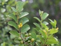 Image result for Grewia microthyrsa