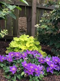 Maybe you would like to learn more about one of these? Clematis The Queen Of Climbing Plants Great Ideas For Your Yard And Garden My Desired Home