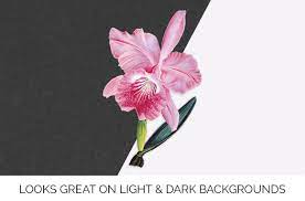 Orchid Clipart Pink Orchids Orchid Flower Cattleya