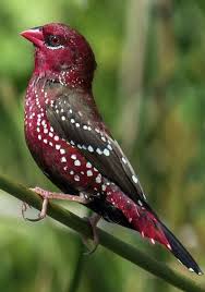 Maybe you would like to learn more about one of these? Strawberry Finch Amandava Amandava Beautiful Birds Pretty Birds Nature Birds
