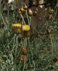 Image result for Helichrysum quartinianum