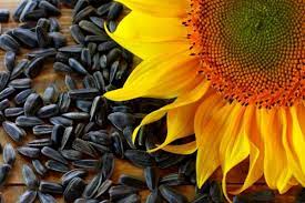 Jadi, tanam kuaci di sepanjang pagar, di samping rumah, atau di belakang deretan pohon yang kokoh. 5 Manfaat Kuaci Bagi Kesehatan Tubuh Bisa Cegah Kanker