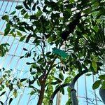 Image result for Trilepisium madagascariense