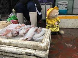 Vietnamese Street Vendor Le Quốc Phong Dresses Her 3 Year Old Cat Cho In Outfits Each Day For Her Business And Goruntuler Ile Komik Hayvanlar Komik Hayvan Fotograflari Kedi