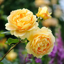 Golden celebration has beautiful blooms, but also terrible blackspot. Yellow Roses David Austin Roses