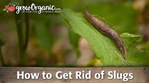 Dust the plant that the slugs are munching on with the sevin dust. 4 Ways To Get Rid Of Garden Slugs Wikihow
