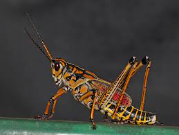 They are gregarious and flightless, their migrations sometimes bringing large numbers into contact with crops where they damage vegetables, some field crops (peanuts, cowpeas, corn), fruit trees (citrus, figs, peach), and ornamental plants (kuitert and connin 1953). Monster Grasshoppers Swarm The Everglades News Northwest Florida Daily News Fort Walton Beach Fl