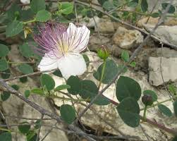 Image result for Capparis fascicularis
