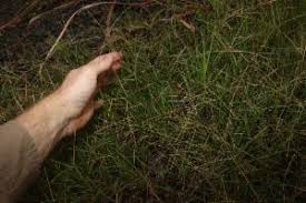 Image result for Cynodon nlemfuensis