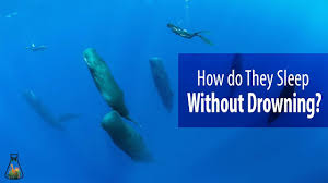 How long does a killer whale can hold its breath? How Do Whales And Dolphins Sleep Without Drowning Youtube