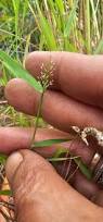 Image result for Eragrostis viscosa