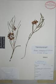 Image result for Asclepias adscendens