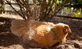 A kids swimming pool will work too. Dust Baths For Chickens And What To Fill Them With Cluckin
