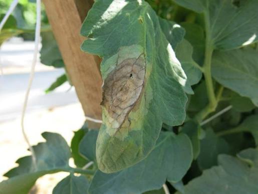 Tomato Late Blight | NC State Extension Publications