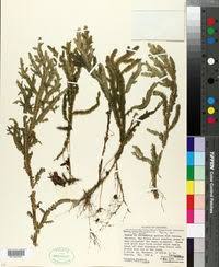 Image result for Selaginella buchholzii