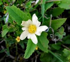Image result for Malvastrum coromandelianum