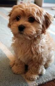 Fluffy Black And Brown Dog Breeds 24 Photos Show That Dogs And Babies Are Best Friends Best Dog Breeds Cavapoo Puppies For Sale Cute Animals