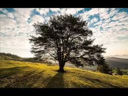 Autohypnose Faire Une Demande A L Univers Youtube Sylvotherapie Modele De Paysage Photographie De Paysage