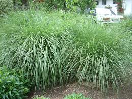 Image result for Eulalia