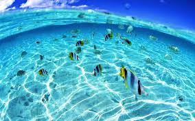 Pin By Mohamed Khaled On Sea Sea And Sea Underwater Wallpaper Beach Scenery Underwater Fish